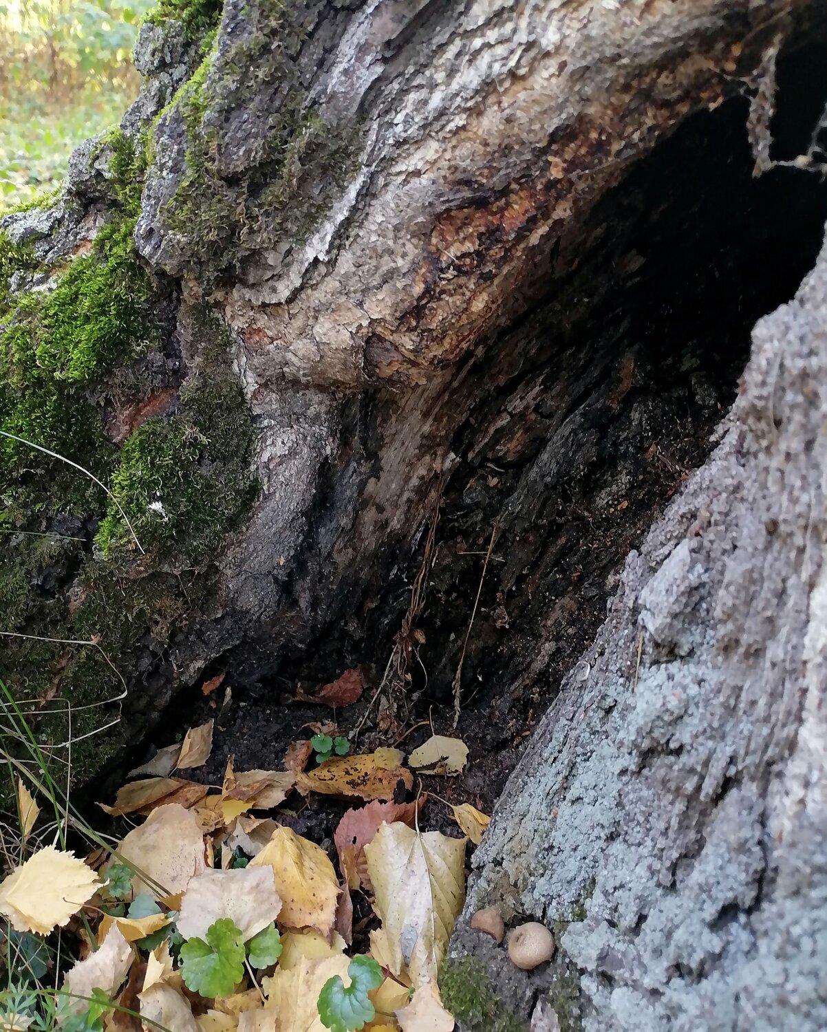Photo #13014950