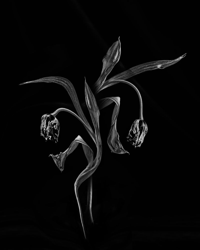 Photograph by elya kezene