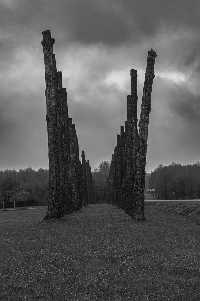 Обрезка - папа Карло