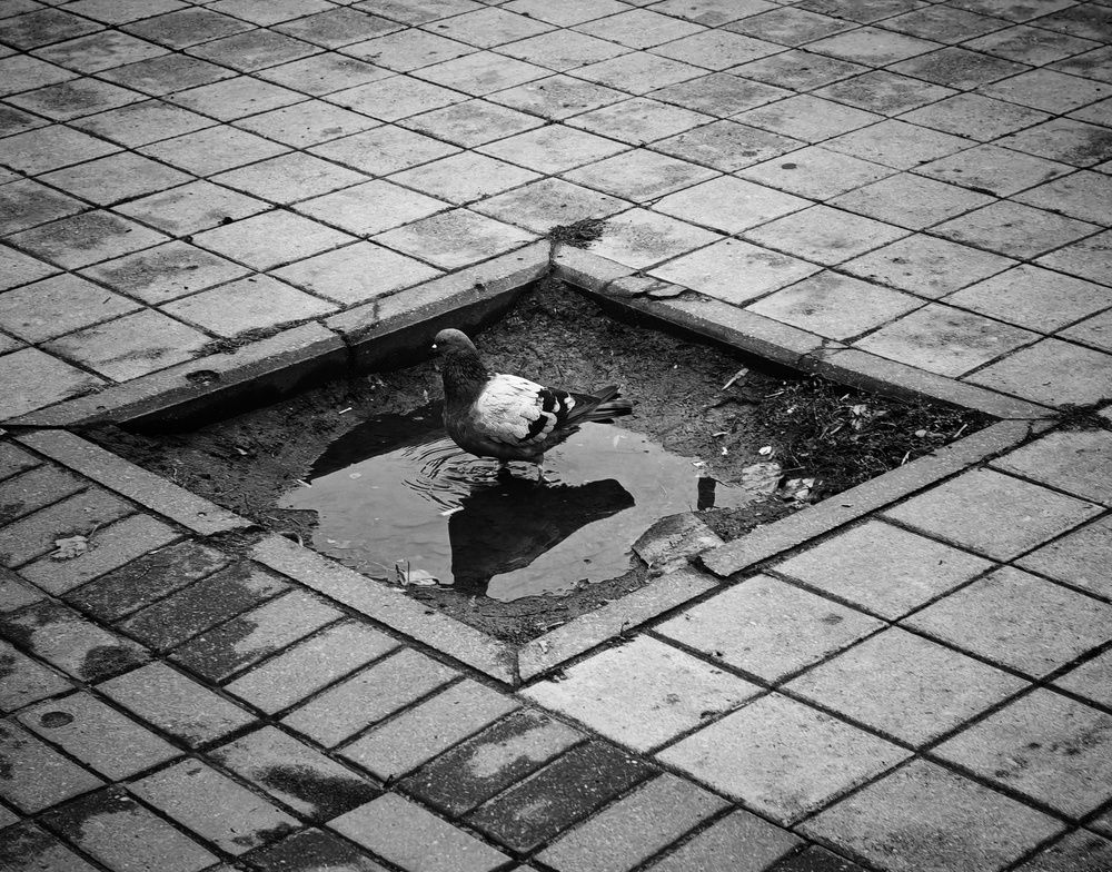 Photograph by Сергей Кошин