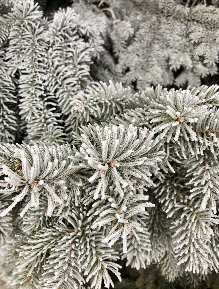 Photograph by Елена Богданович