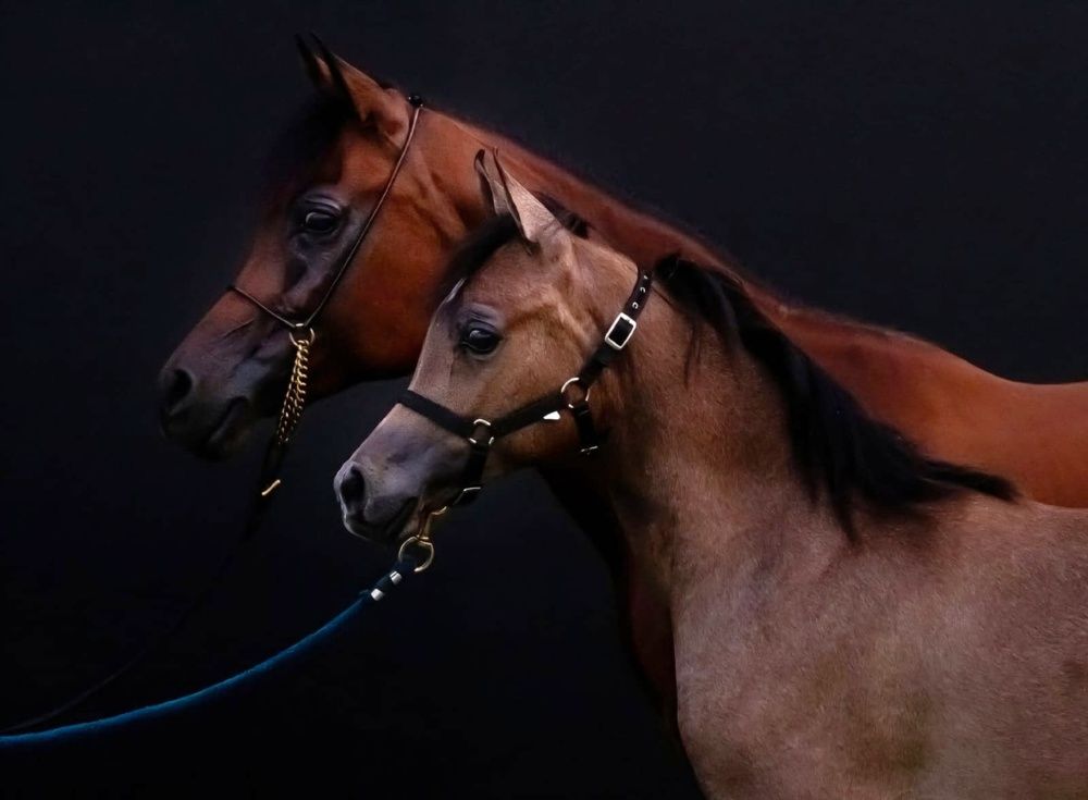 Photograph by Rajaa Shatnawi