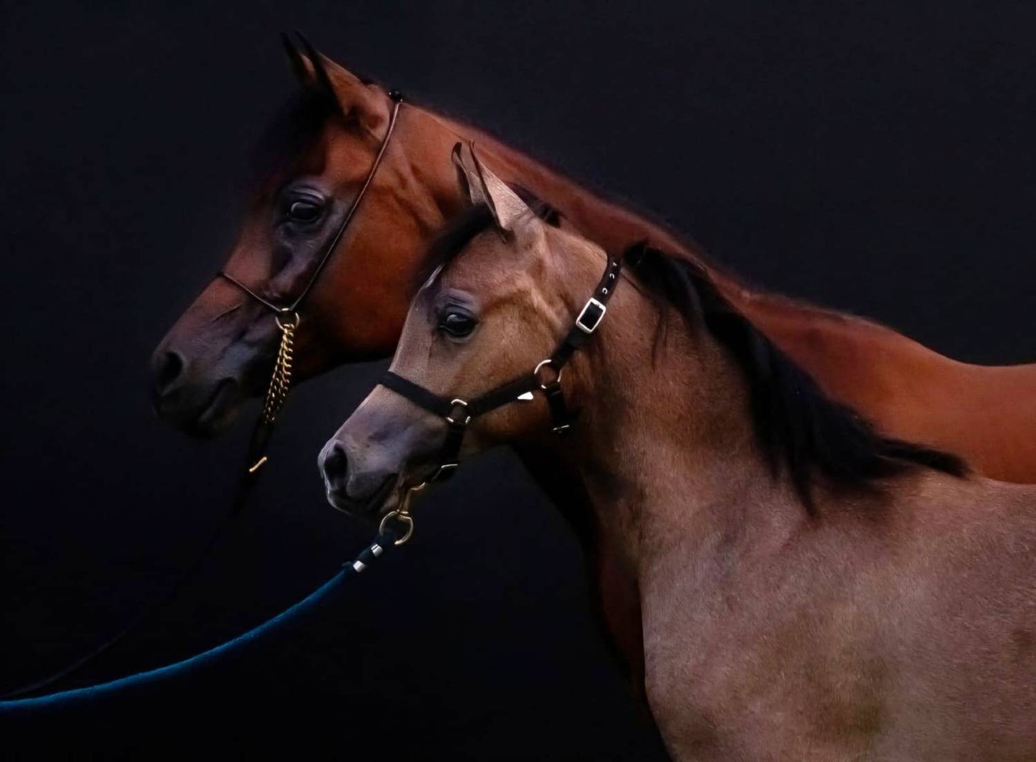 Фотография #13015266