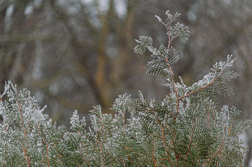 Photograph by Ирина Регульская