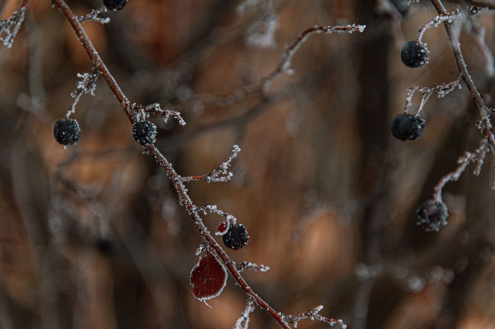 Photograph by Ирина Регульская