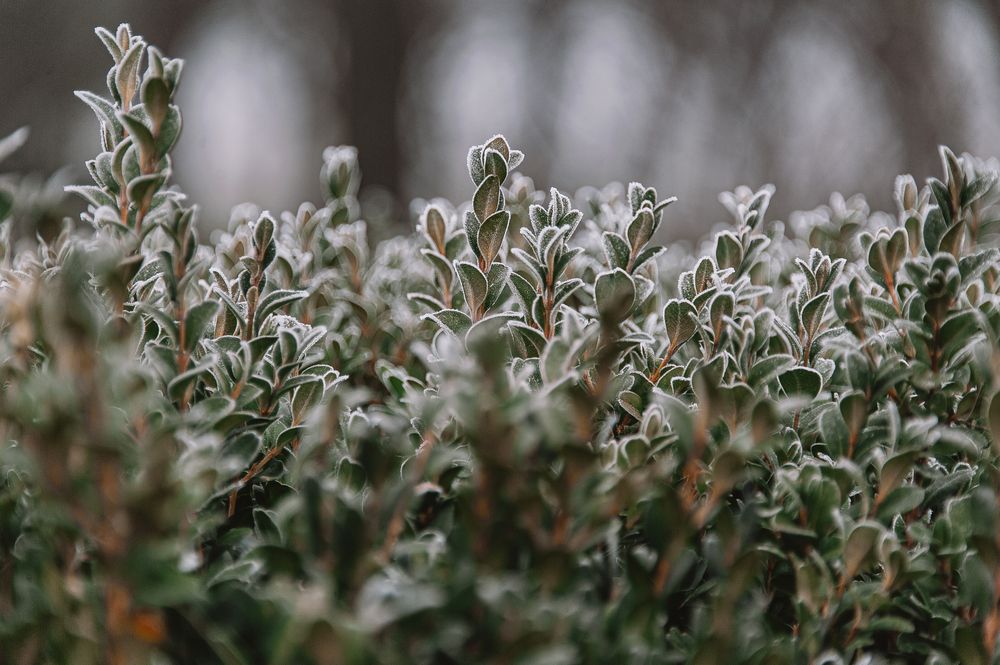 Photograph by Ирина Регульская