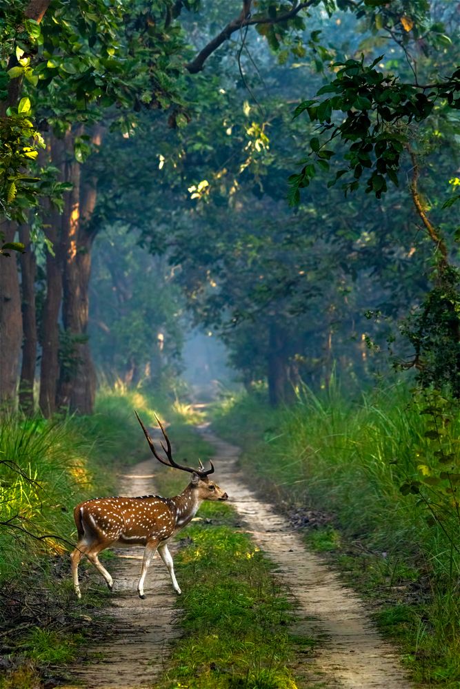 Фотография автора hitesh chawla