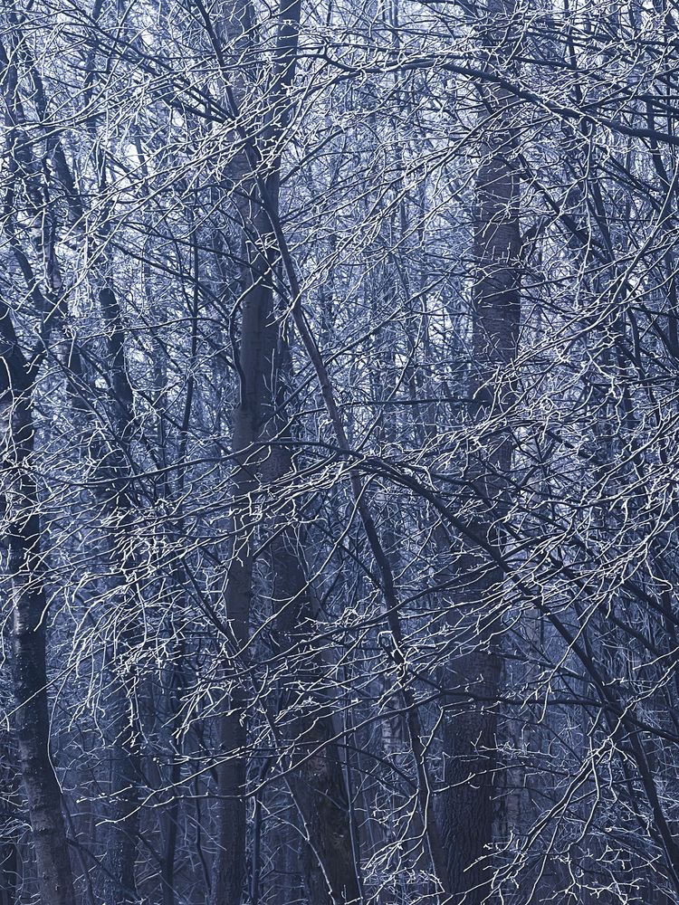 Фотография автора Елизавета Станкевич