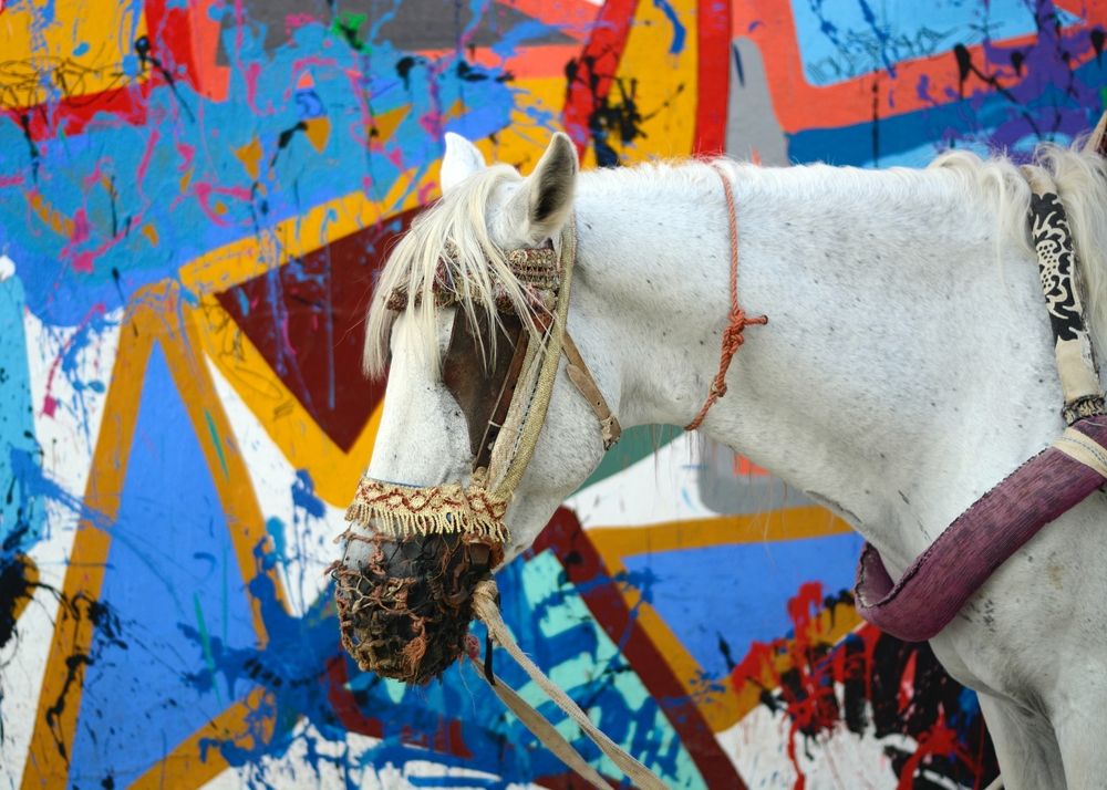 Photograph by Adrian Pablo Rosati