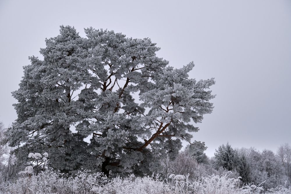 Природное черно-белое