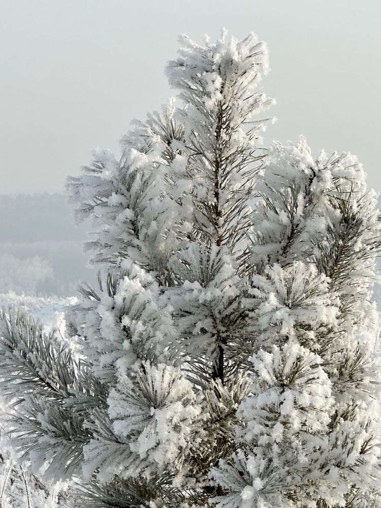 Photograph by Svetlana Tolkunova