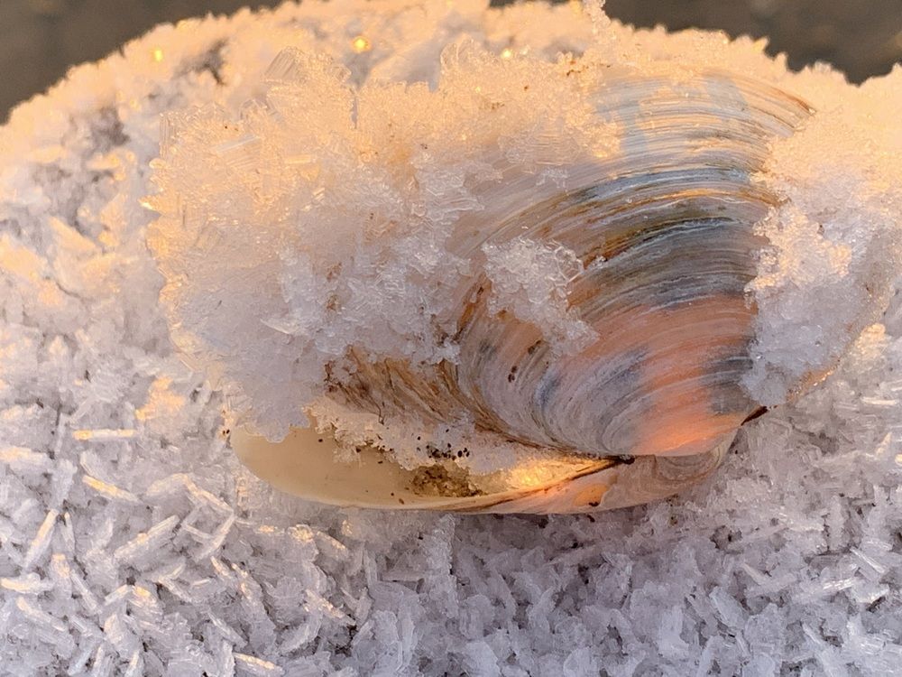 Ракушка в инее.