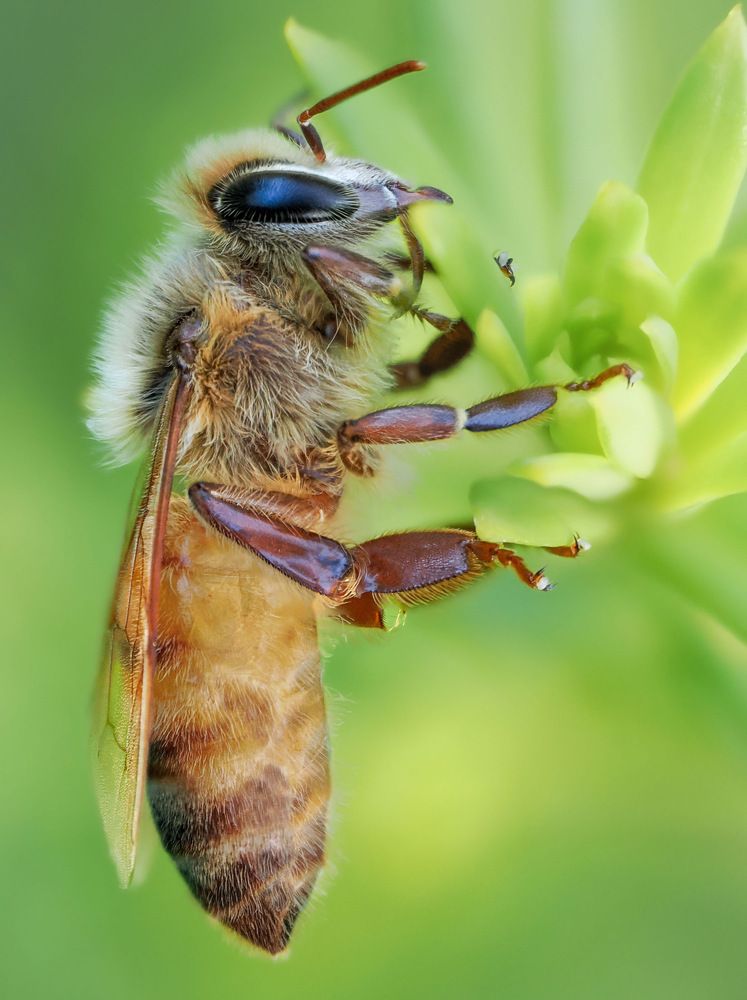 Honeybee
