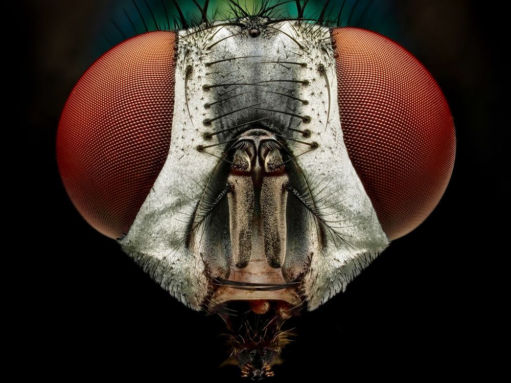 Common green bottle fly