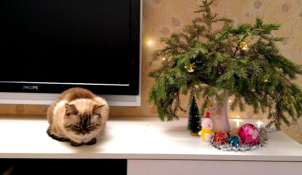 Фотография автора Татьяна Гореленкова