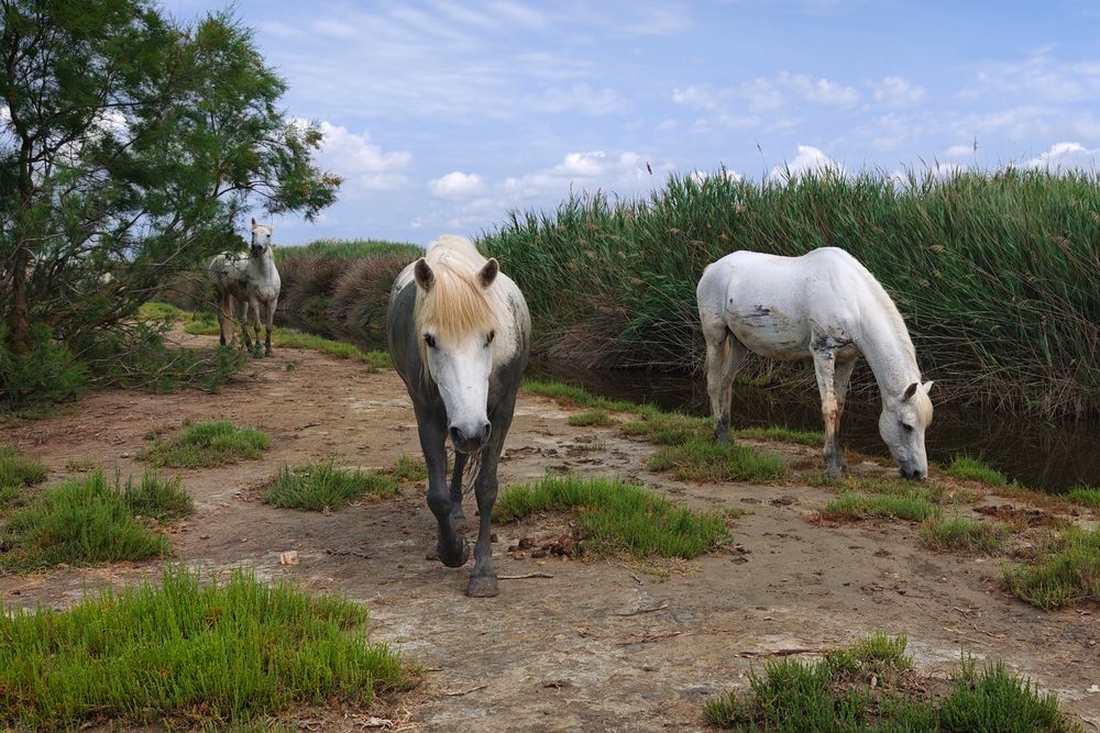 Фотография автора Michal Nega