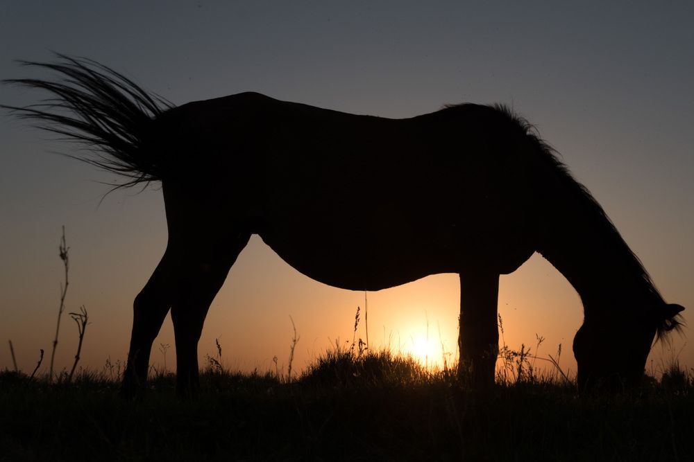 Фотография автора Светлана Артюшина