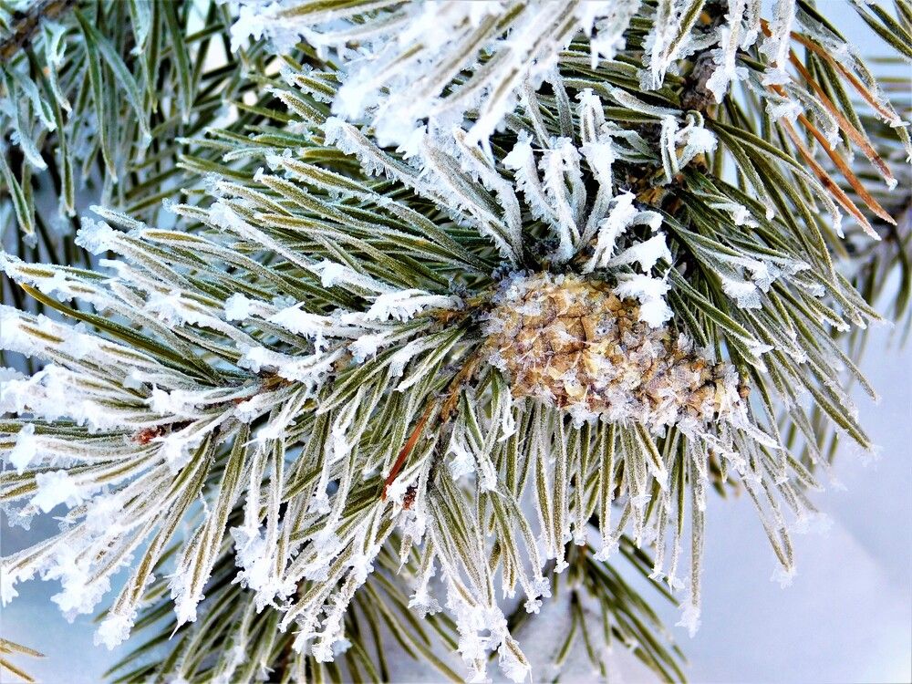 Photograph by Чкареули Светлана