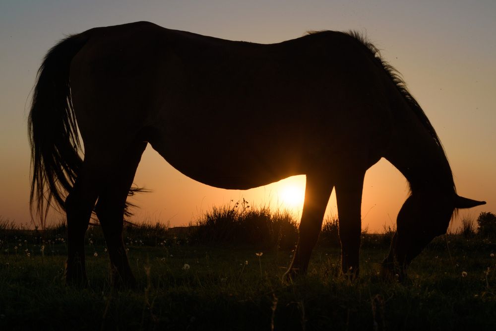 Фотография автора Светлана Артюшина
