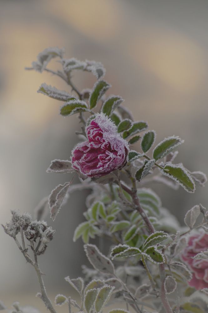 Photograph by Елена Кошелева