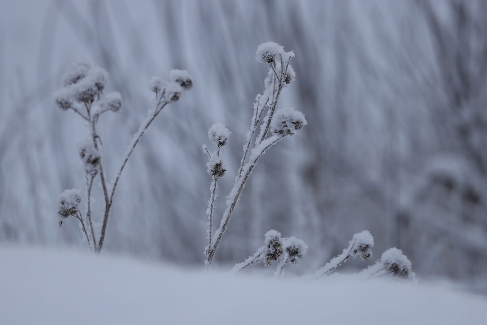 Photograph by Лариса Баташева