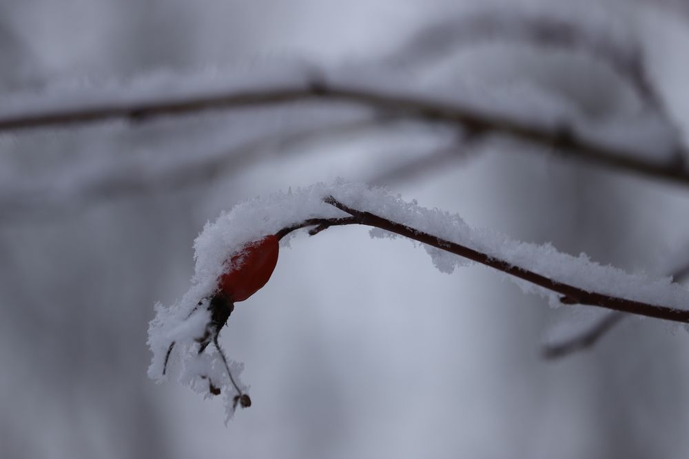 Photograph by Лариса Баташева