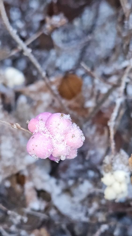 Снежноягодник