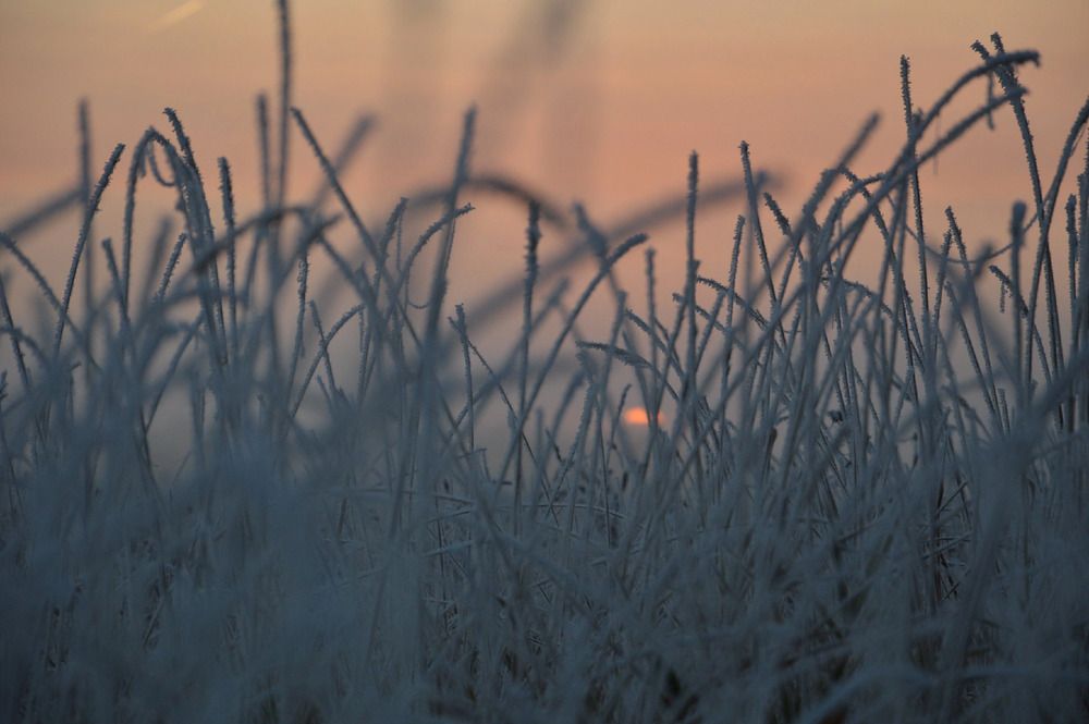 Фотография автора Елена Максимова