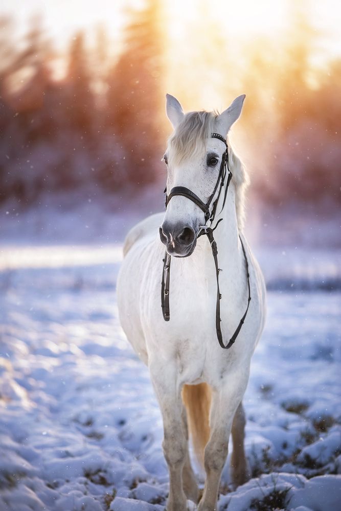 Photograph by Ирина Казанцева