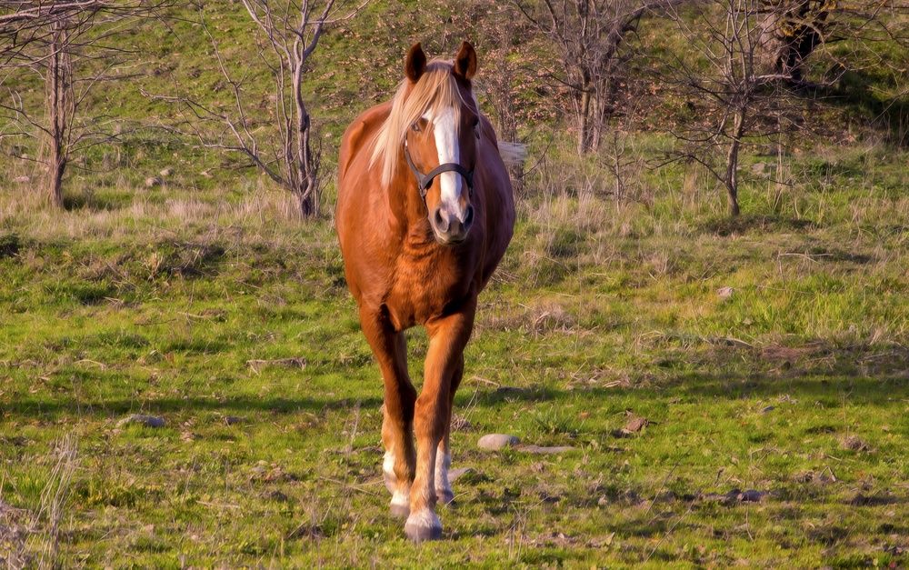 Photograph by Михаил Еремеев