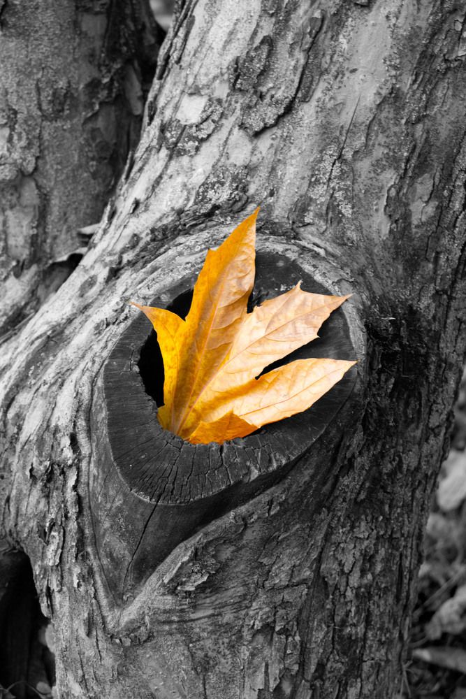 Photograph by Инна Воробьева
