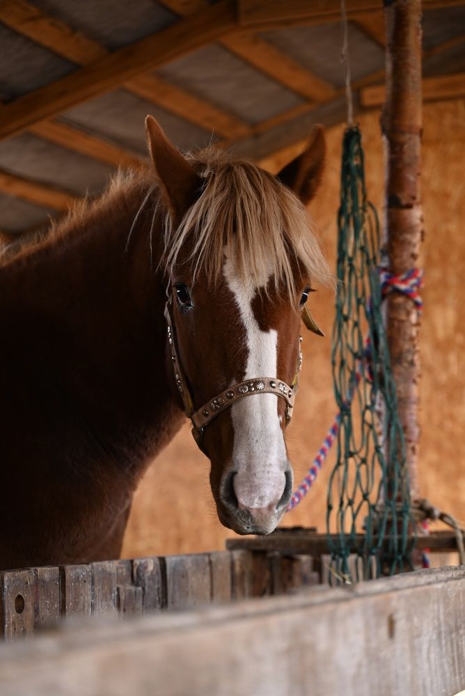 Фотография автора Алена Чалышева