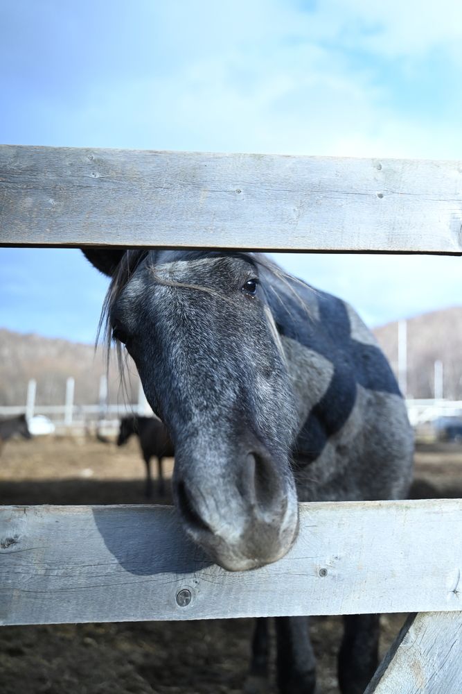 Фотография автора Алена Чалышева