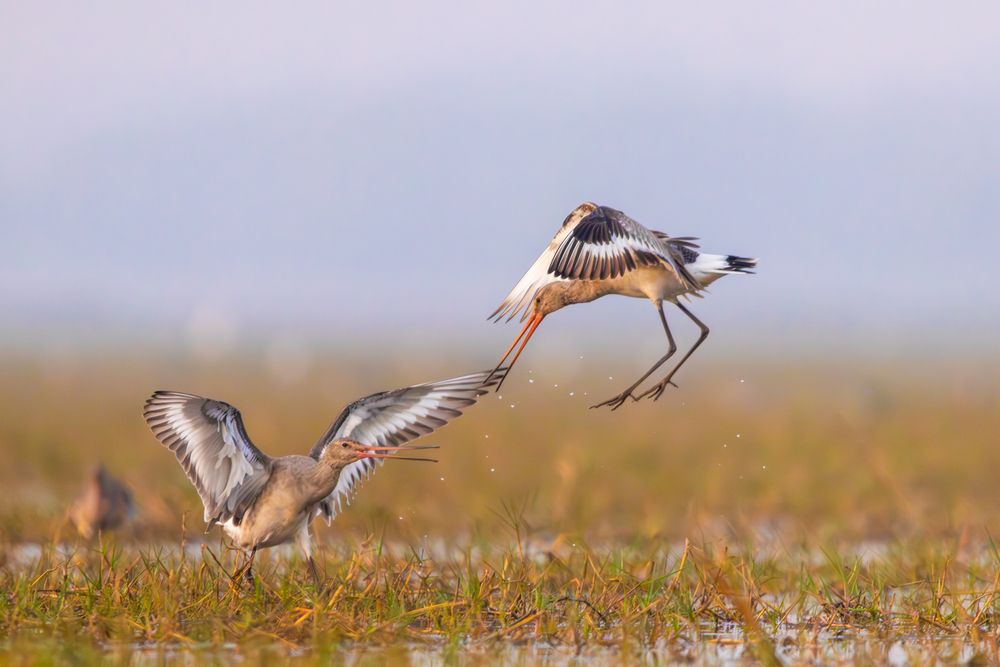 Black-tailed Godwit Fight