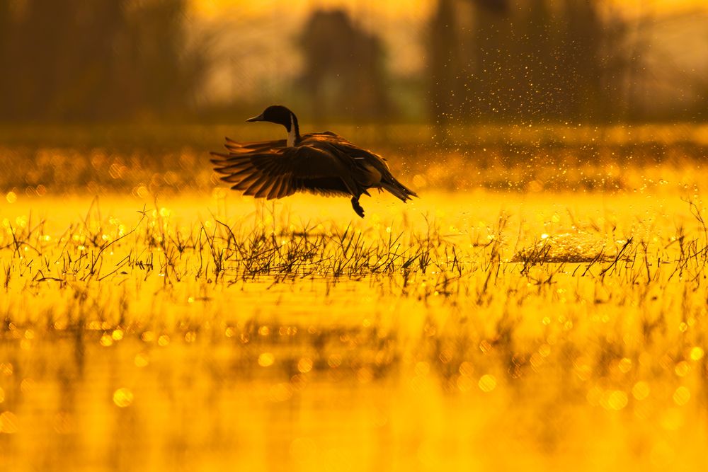Photograph by RINI GHOSH