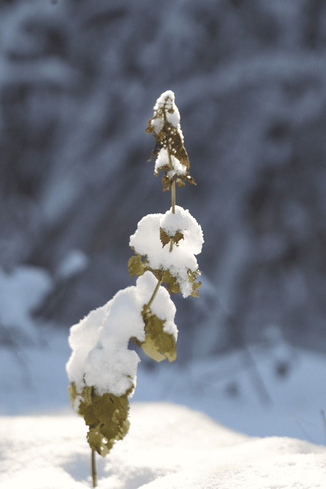 Фотография автора Георгий Машкин