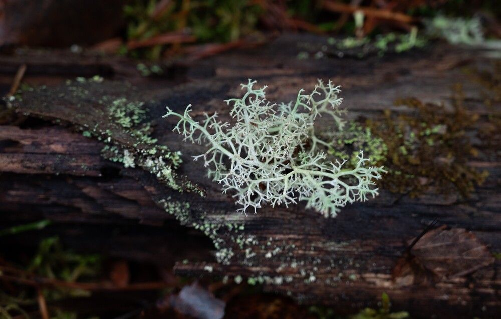 Photograph by Анна Архангельская