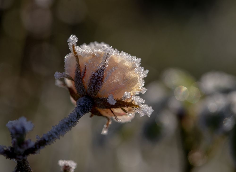 Фотография автора Uljana Kuchar