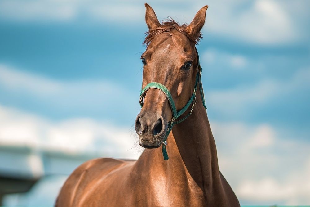 Фотография автора Helena Ivanova