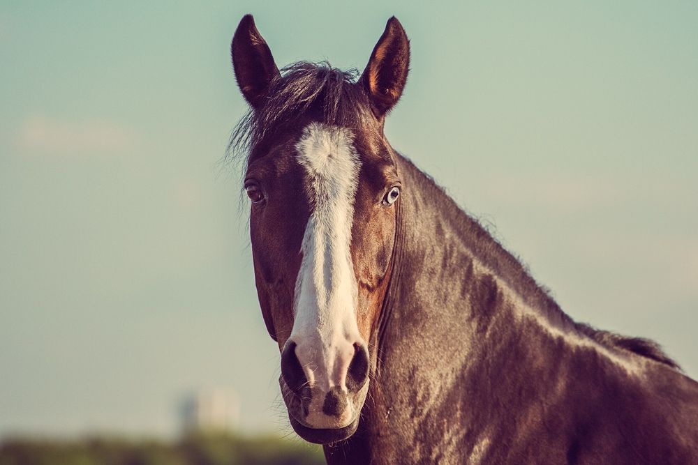 Фотография автора Helena Ivanova