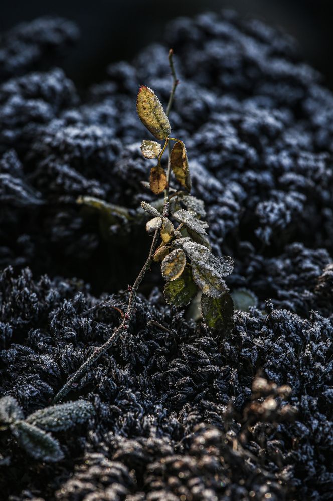 Photograph by Алексей Шевцов