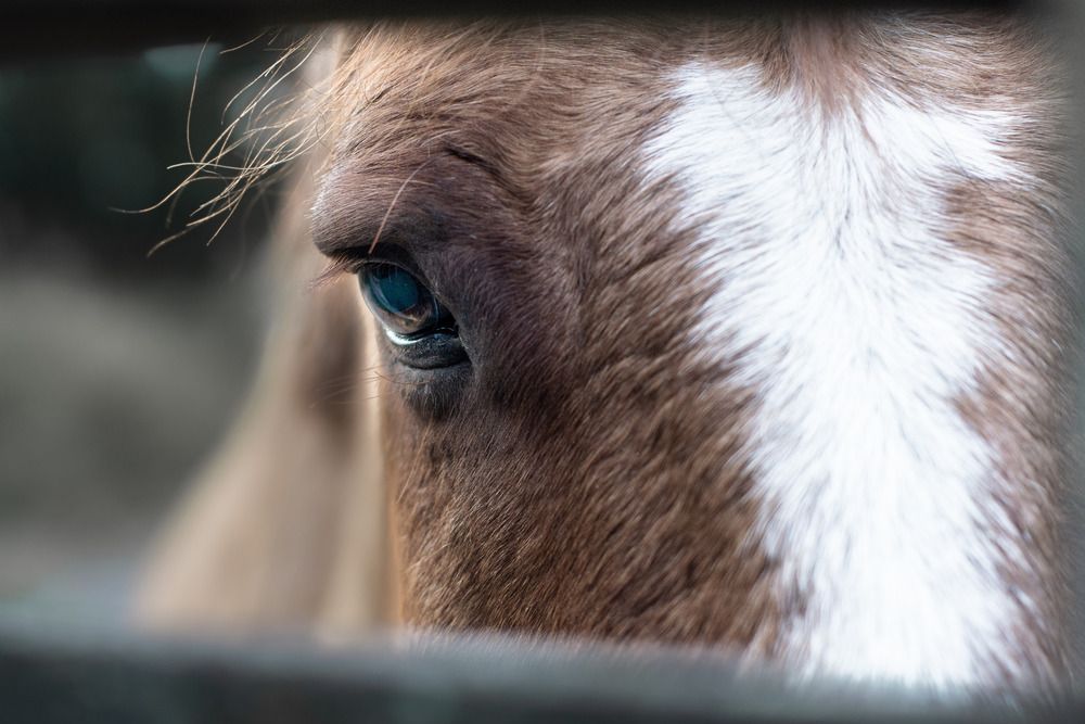 Photograph by María Laura Giorda