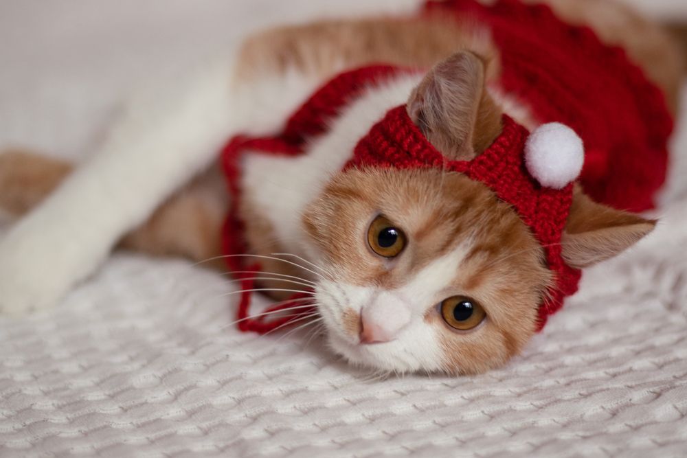 Photograph by Анастасия Трофимовская