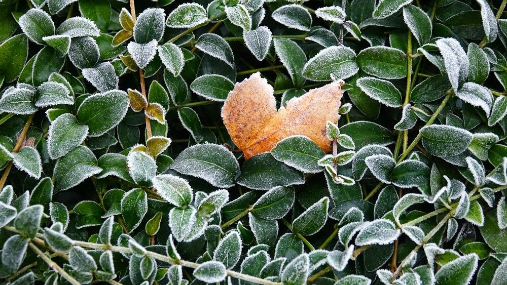 Photograph by jelena konickaja