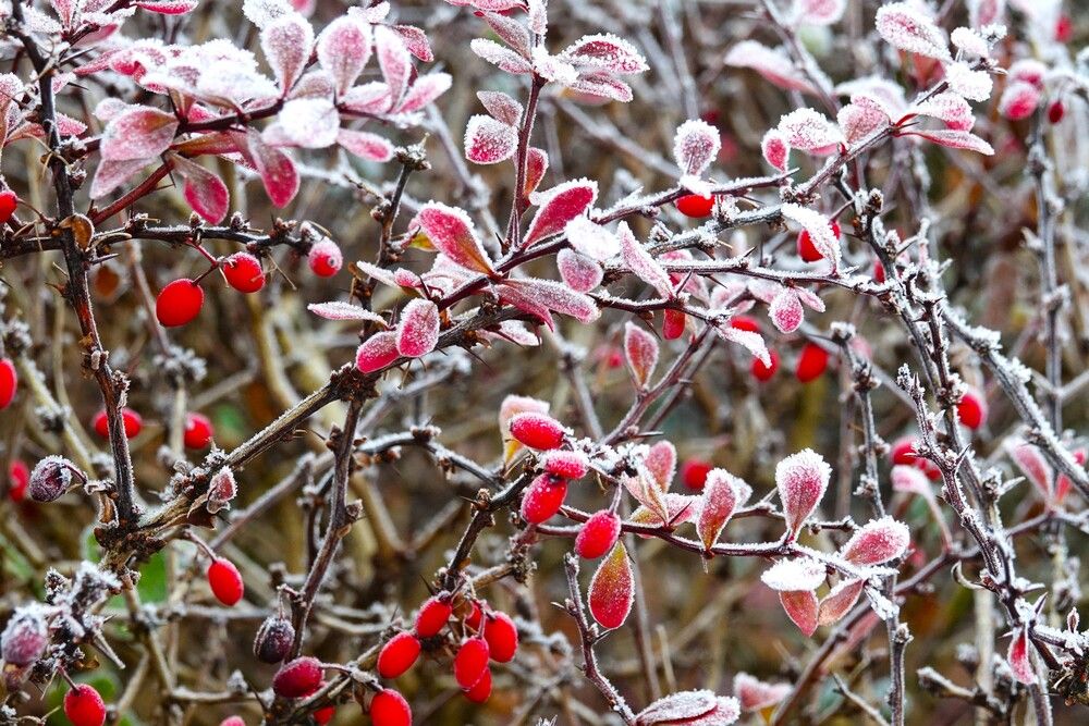 Photograph by jelena konickaja