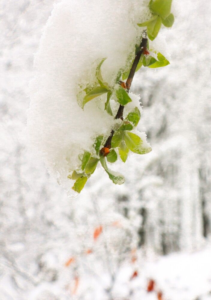 Photograph by Aftab60