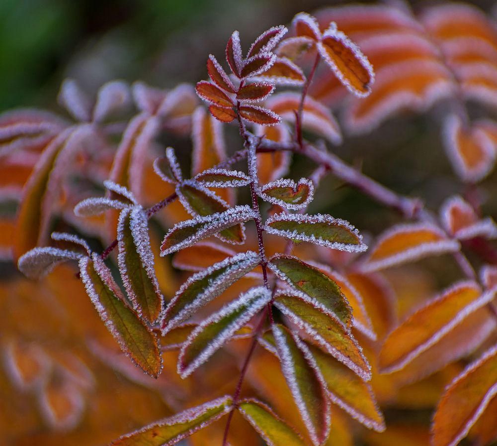 Первый иней