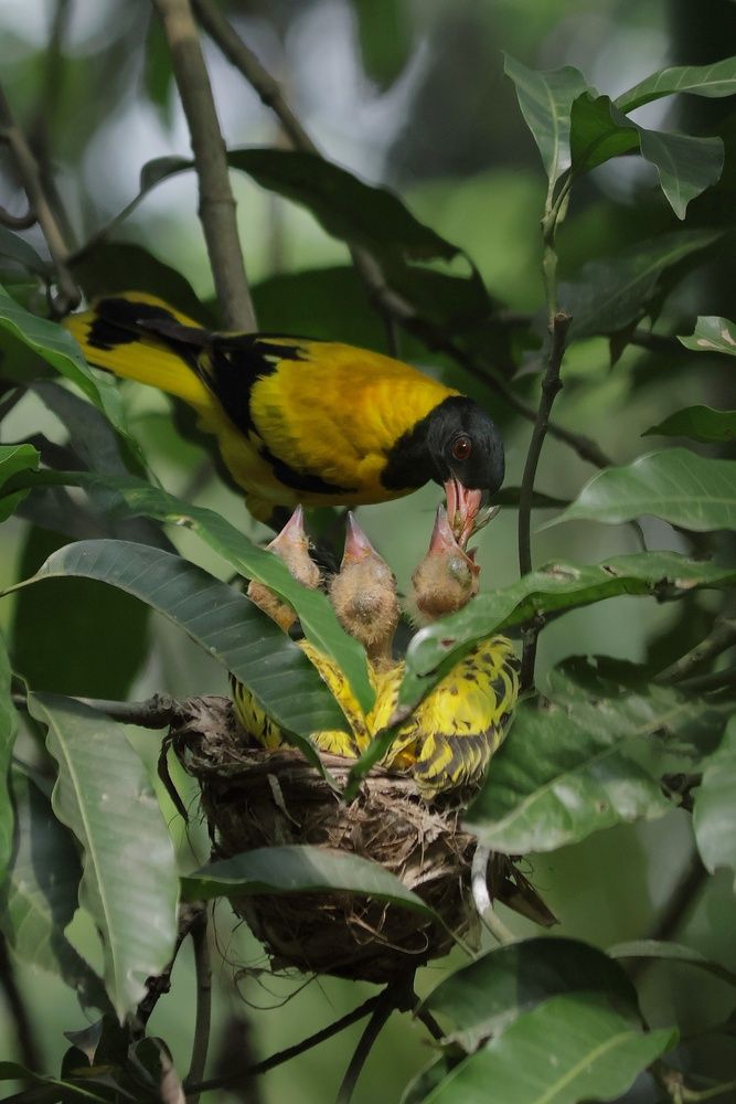 Mom feeding her babies