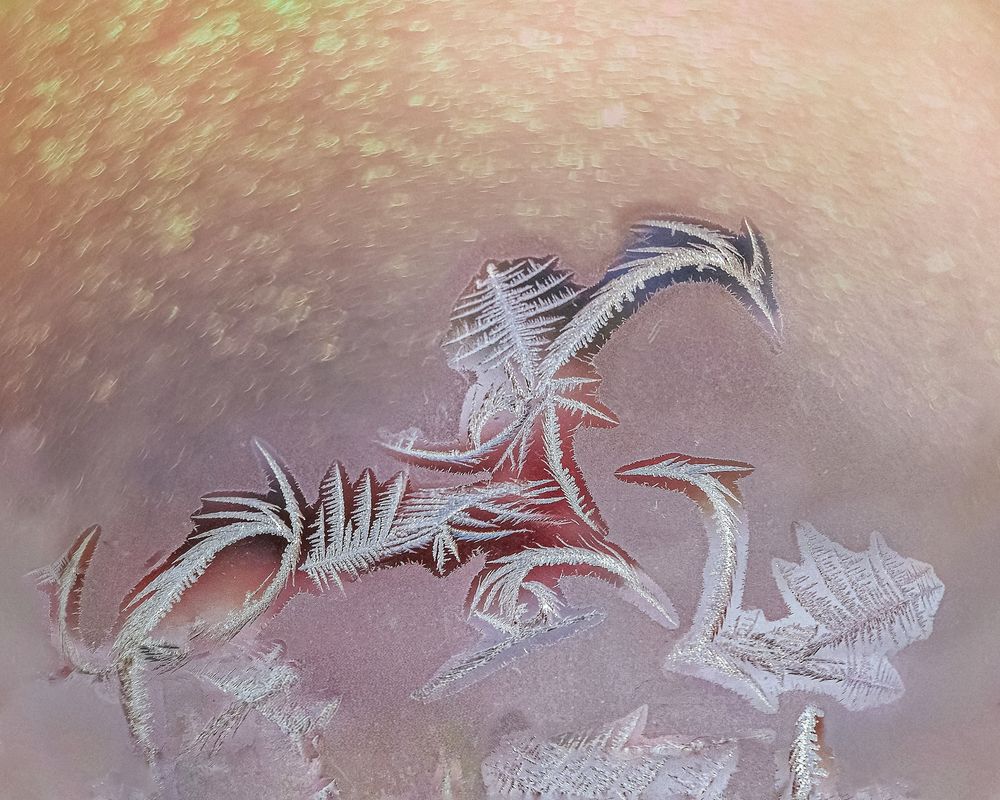 О, лебеди...! Птицы счастья!