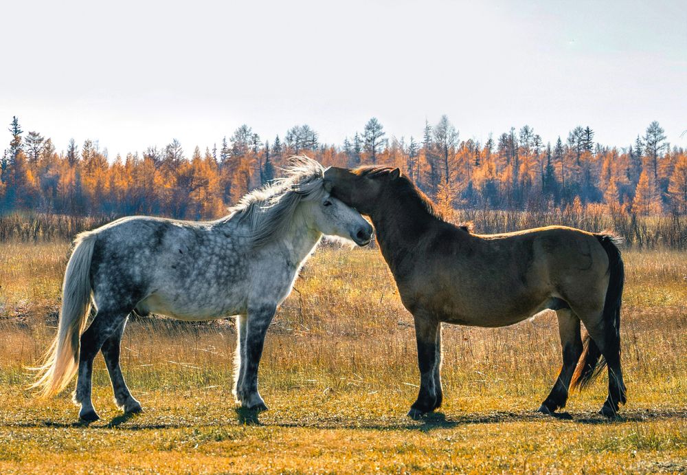 Photograph by Саргылана Прокопьева